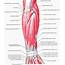 Picture Of Forearm Tendons  Corp Med Tendonitis Is Inflammation The
