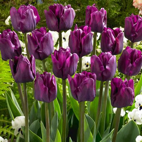Tulip Single Late Collection Express Garden Shop