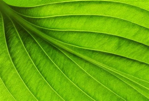 Beautiful Green Leaf Background Gallery Yopriceville
