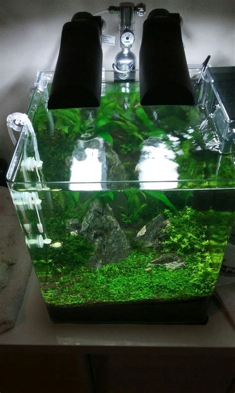 Other shrimp varieties can be a distraction if they are too colourful or too abundant. Nano cube iwagumi planted tank