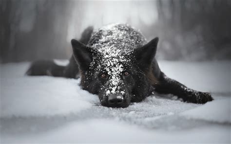 Download Wallpapers Black German Shepherd Winter Snow Big Dogs Pets