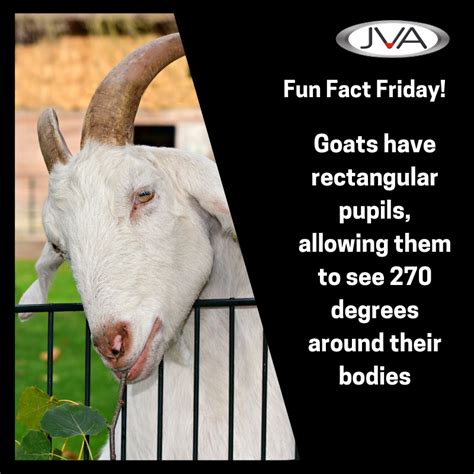 Happy Friday Goats Fences Are One Of The More Difficult And Stressful