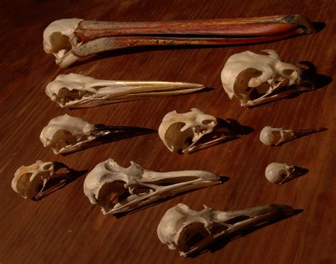 Bird Skulls Osteology Bird Skull Gemology Dark Photography Found