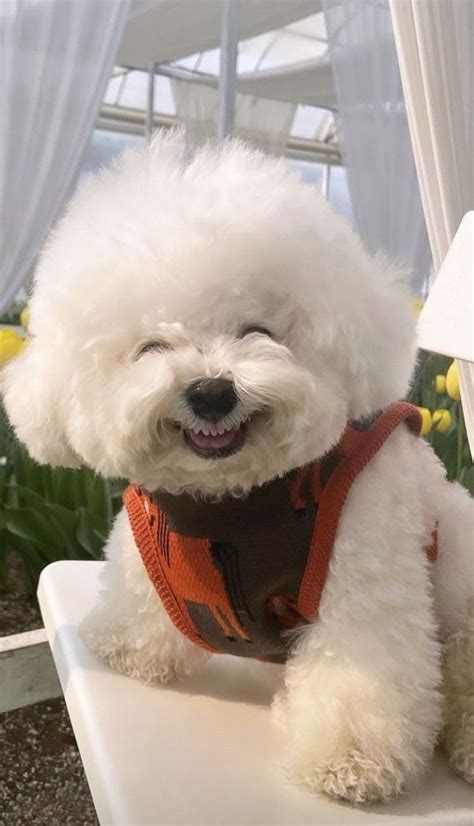 A Small White Dog Sitting On Top Of A Table