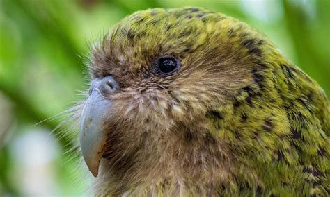 Meet The Kākāpō The Worlds Only Flightless Parrot