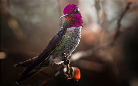Bird Hummingbird Hd Desktop Wallpapers 4k Hd