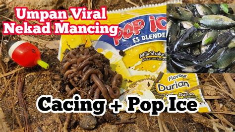 Test Live Umpan Cacing Popice Durian Jitu Viral Di Video Nekad