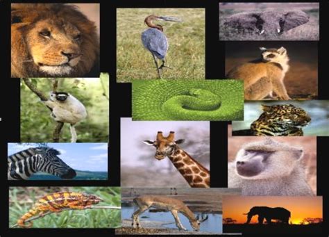 This article will take you on an african safari with the following african animals list. Endangered Animals | Healthy Eco
