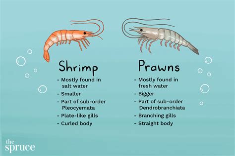 Shrimp Prawn чем отличается