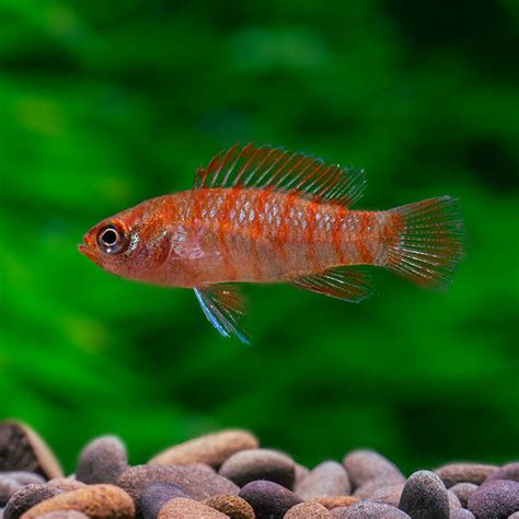 8 Great Tank Mates For Scarlet Badis Compatibility Guide 2024 Hepper