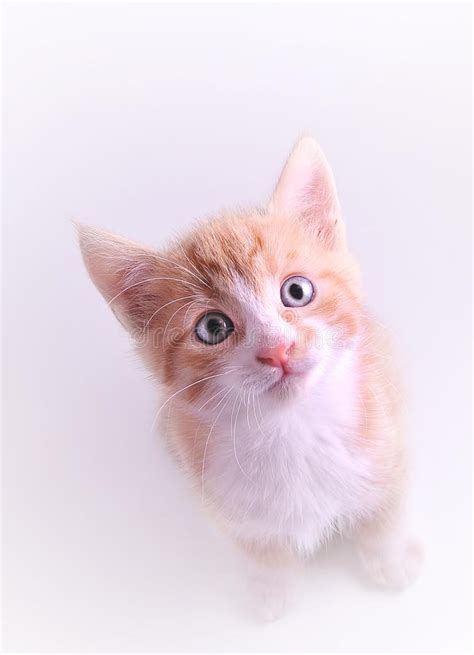 Cute Kitten Picture Image 15017584