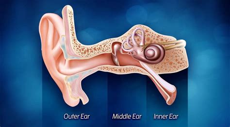Ear Anatomy Innervation