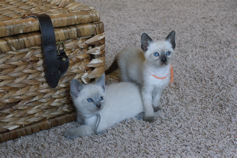 Three Adorable Male Applehead Siamese Available Mitten Kittens