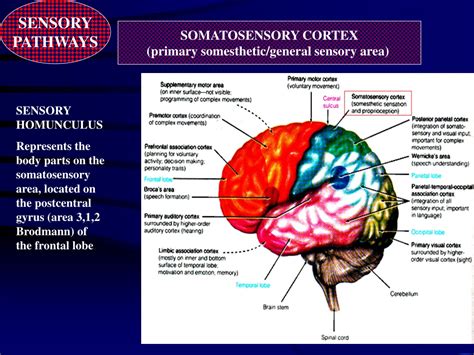 Ppt Somatosensory System Powerpoint Presentation Free Download Id