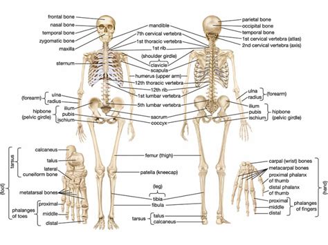 Skeletal System Anatomy And Physiology Free Hot Nude Porn Pic Gallery