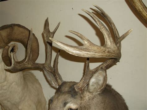 Non Typical Whitetail Mount 140 Class Buck