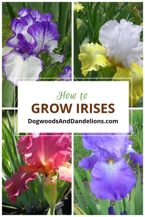 How To Grow Irises Growing Irises Iris Flowers Garden Iris Flowers
