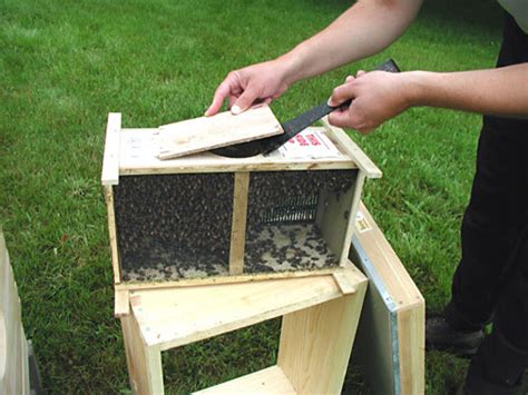 How To Put Your Bees In The Hive Dummies