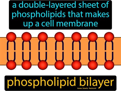 Phospholipid Bilayer Easy Science Cell Membrane Easy Science Body