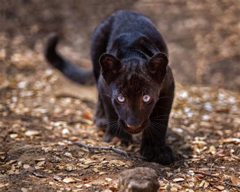 Black Leopard Cub Photograph By Fred Hood