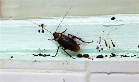 What Does Roach Droppings Look Like • Pest Information And Prevention Tips Pestnile
