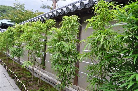 Image Result For Flower Hedge Privacy Screen Outdoor Bamboo In Pots