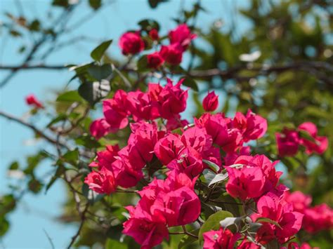 Bougainvillea 4k Wallpapers For Your Desktop Or Mobile Screen Free And
