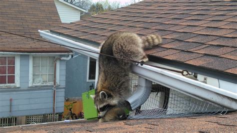 Importance of Expert Animal Removal As Brave Raccoons Invade