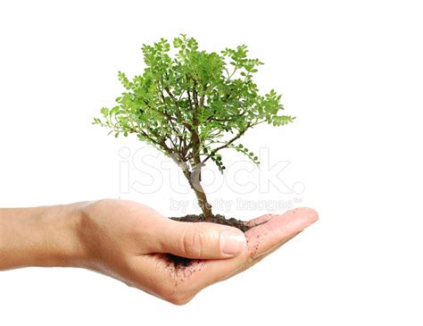 Small Tree Stock Photo Royalty Free Freeimages