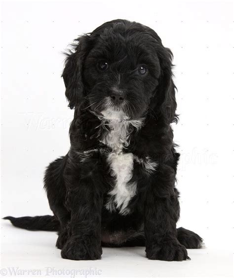 What Is A Cavapoo Or Cavoodle Cavapoo Puppies Pets
