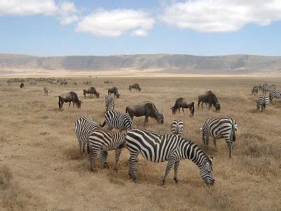 Though they all live in africa, each species of. Zebras Facts About These Striped Wild Equines