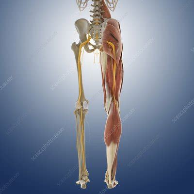 The lower limbs are specialized for transmission of body weight and locomotion. Lower body anatomy, artwork - Stock Image - C014/5581 - Science Photo Library