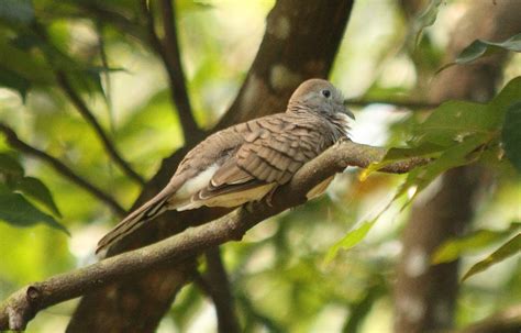 Juga bisa utuk jadi masteran. Zebra Dove , Peace Dove (Merbok Aman) | MY Flora & Fauna 3 ...