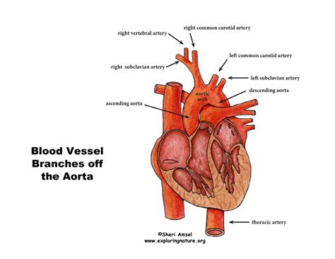 There are three major types of blood vessels: Systemic Circulation - Through the Body (Advanced*)