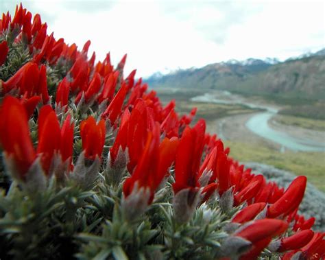 Patagonian Flora Photos Diagrams And Topos Summitpost