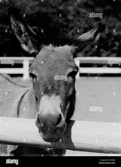 Donkey Equus Africanus Asinus Close Up Stock Photo Alamy