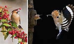 Birds In Their Natural Habitat Feature Heavily In Series Of Incredible