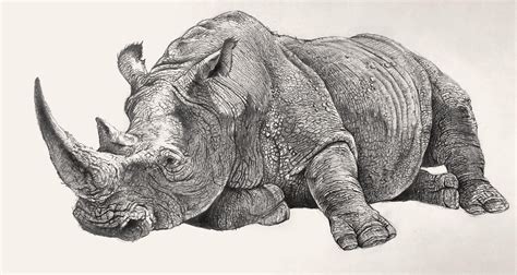 White Rhinoceros Lying Pencil Drawing By Jean Brunette Rhino Art