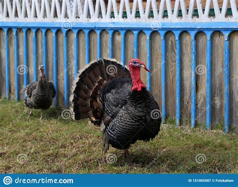 The Pompous Turkey Cock Stock Image Image Of Farm Fence 151065587