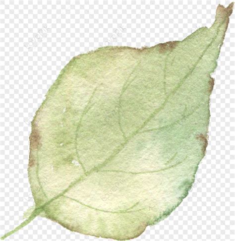 Yellowing Leaves Png Transparent Image And Clipart Image For Free