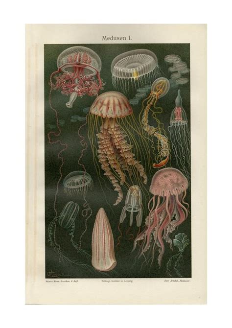 Antique Prints Vintage Prints Vintage Style Antique Art Jellyfish