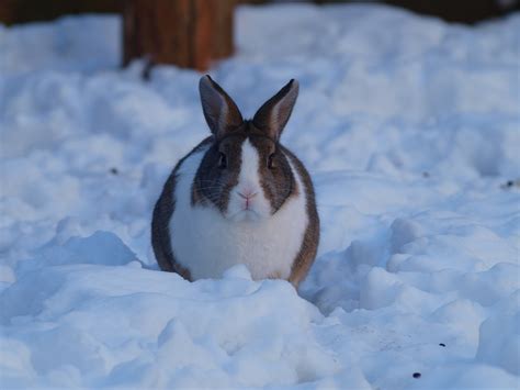 Bunnys Sure Do Like Snow Rabbits