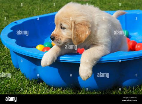 Golden Retriever Puppy Stock Photo Alamy