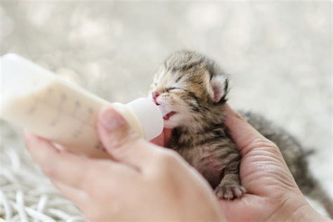 What You Need To Know About Newborn Kitten Care Catster