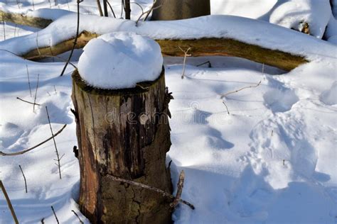 Snow Topped Tree Stump In A Forest Close To Oss Netherlands Stock