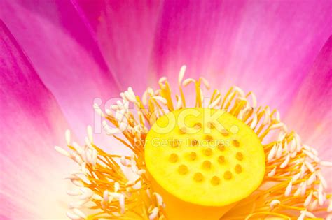 Lotus Flower Head Stock Photo Royalty Free Freeimages