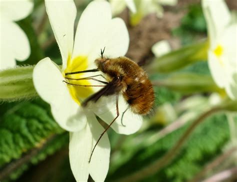 Urban Pollinators Wild Plants For Pollinators