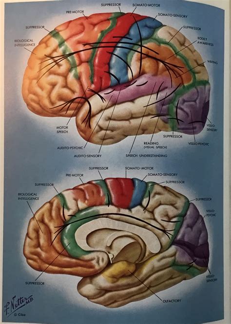 Netter Brain Anatomy