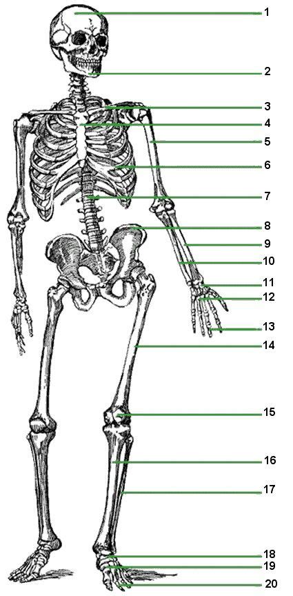 Skeletal System Worksheets For Kids At Stuff Pinterest Skeletal