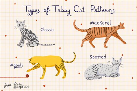 Tabby Cat Breed Profile Characteristics And Care